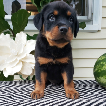 Rottweiler Puppy Kobe