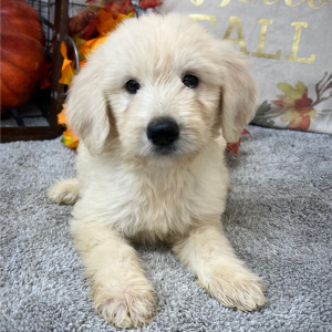 Goldendoodle Puppy Rusty