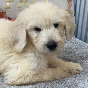 Goldendoodle Puppy Rusty