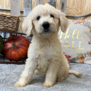 Goldendoodle Puppy Rusty