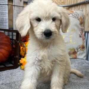 Goldendoodle Puppy Rusty