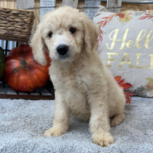 Goldendoodle Puppy Ricky