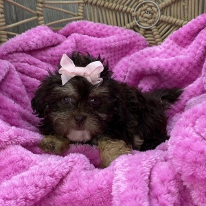 Shihpoo Puppy Leah