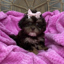 Shihpoo Puppy Leah