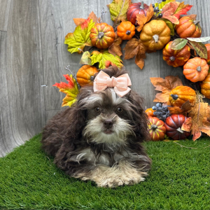 Shihpoo Puppy Leah