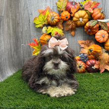 Shihpoo Puppy Leah