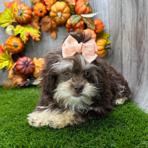 Shihpoo Puppy Leah