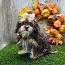 Shihpoo Puppy Leah