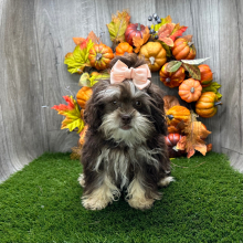 Shihpoo Puppy Leah