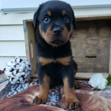 Rottweiler Puppy Vicki