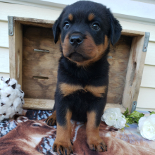 Rottweiler Puppy Vicki