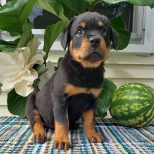 Rottweiler Puppy Vicki