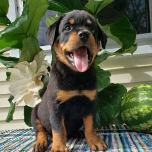 Rottweiler Puppy Vicki