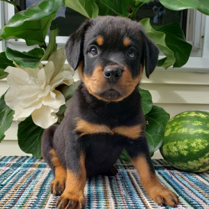 Rottweiler Puppy Vicki