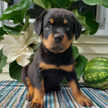 Rottweiler Puppy Vicki