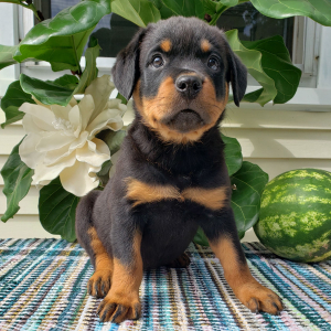 Rottweiler Puppy Vicki