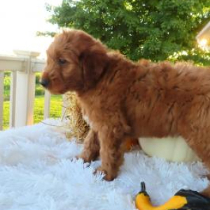 Goldendoodle Puppy Pepper