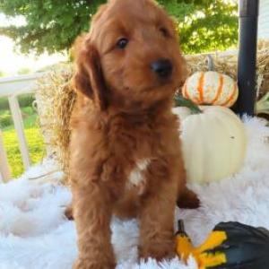 Goldendoodle Puppy Pepper