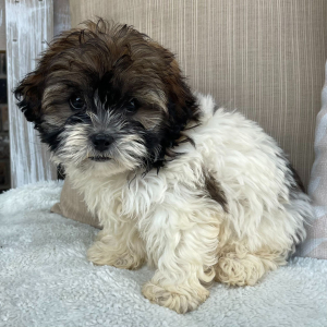 Shihpoo Puppy Ivan