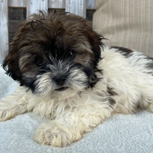 Shihpoo Puppy Ivan