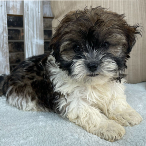 Shihpoo Puppy Ivan