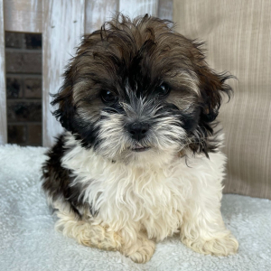Shihpoo Puppy Ivan