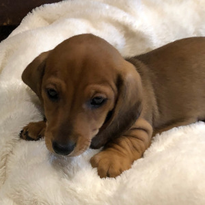Dachshund Puppy Duke