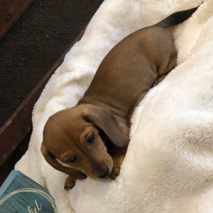 Dachshund Puppy Duke