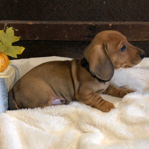 Dachshund Puppy Duke
