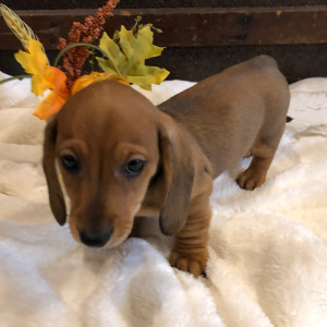 Dachshund Puppy Duke