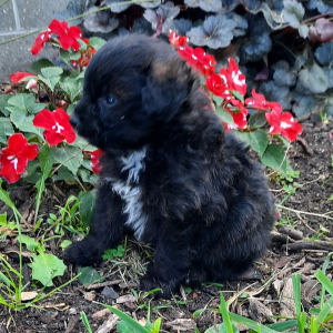 Pomapoo Puppy Oreo