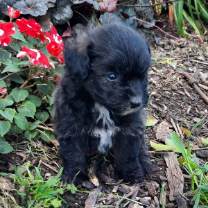 Pomapoo Puppy Oreo