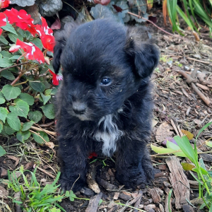 Pomapoo Puppy Oreo