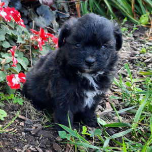 Pomapoo Puppy Oreo