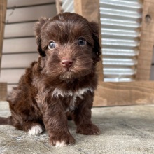 Havapoo Puppy Jaylee