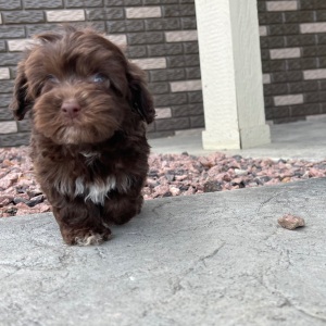 Havapoo Puppy Jaylee