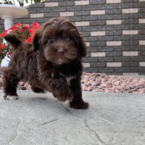 Havapoo Puppy Jaylee