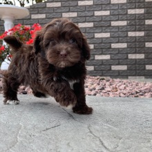 Havapoo Puppy Jaylee