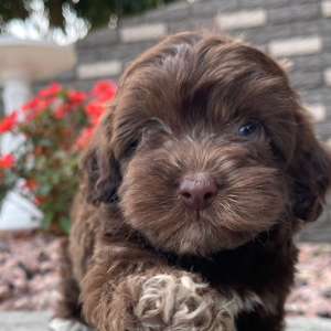 Havapoo Puppy Jaylee