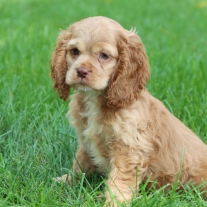 Cocker Spaniel Puppy Mason
