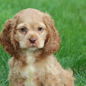Cocker Spaniel Puppy Mason