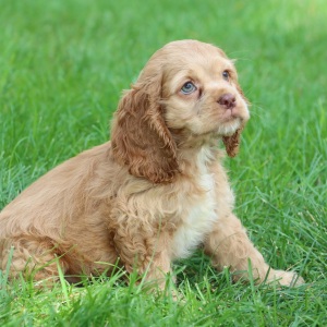 Cocker Spaniel Puppy Mason