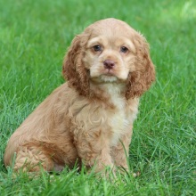 Cocker Spaniel Puppy Mason
