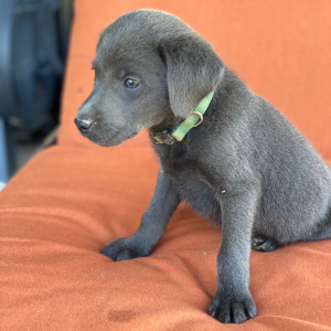 Labrador Retriever Puppy Miss Tesa