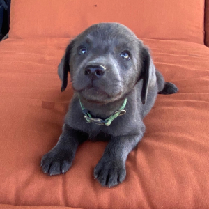 Labrador Retriever Puppy Miss Tesa