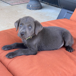 Labrador Retriever Puppy Miss Tesa