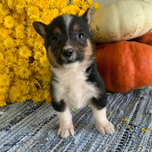 Pembroke Welsh Corgi Puppy McGraw