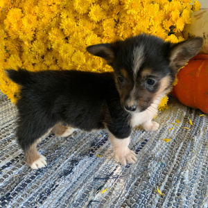 Pembroke Welsh Corgi Puppy McGraw