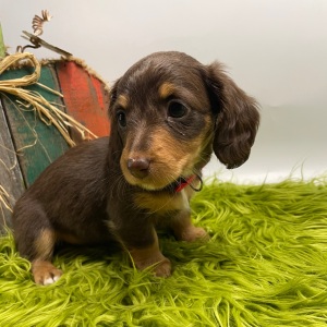 Dachshund Puppy Harleigh