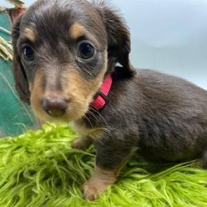 Dachshund Puppy Harleigh